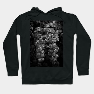 Backyard Flowers In Black And White 21 Hoodie